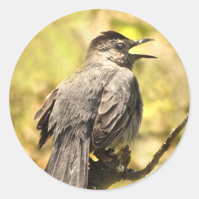 Adesivo Cinza Catbird Cantando Seu Pau De Música (Frente)