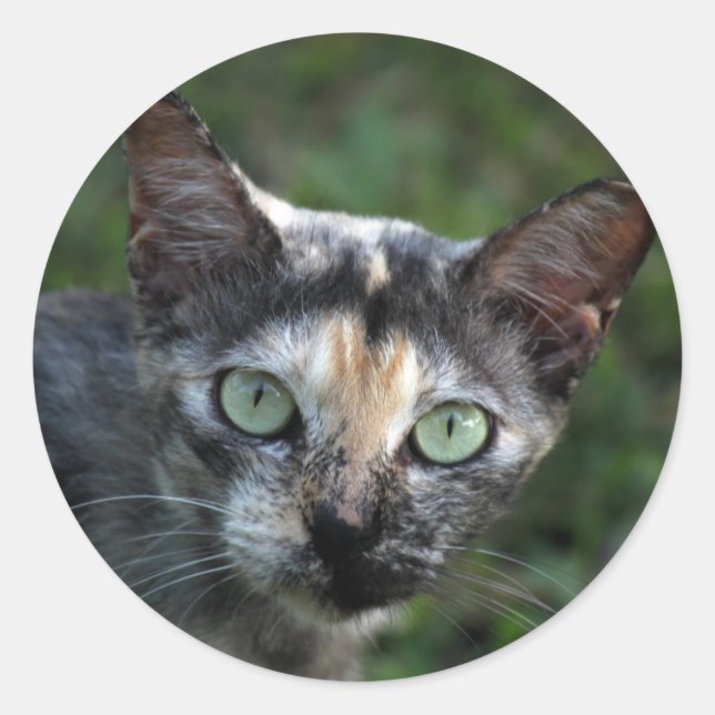 Adesivo Cinza de Gato Branco Castanho com Olhos Verdes (Frente)