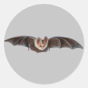 Adesivo Cinza de Ilustração Bat Pipistrellus pipistrellus
