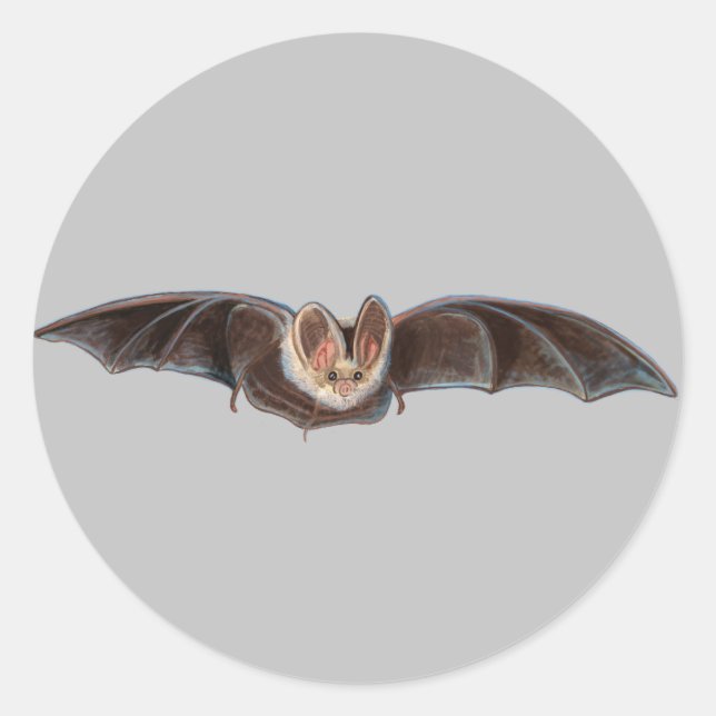 Adesivo Cinza de Ilustração Bat Pipistrellus pipistrellus (Frente)