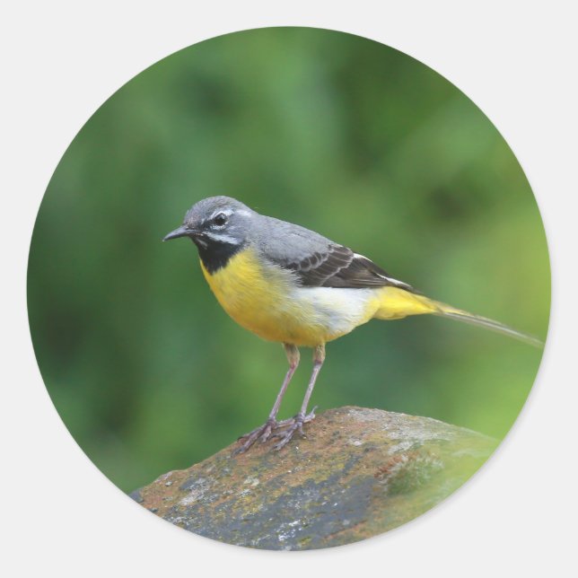 Adesivo Cinza Wagtail - pássaro (Frente)