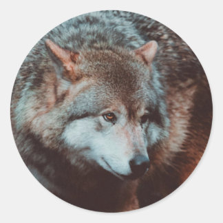 Adesivo Cinza Wolf olhando na floresta
