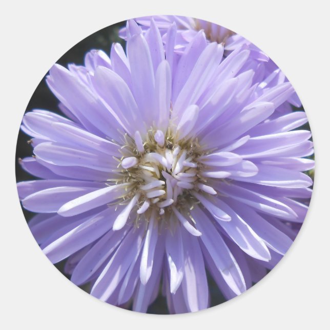 Adesivo Cireno (Frente)