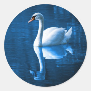 Adesivo Cisne branca bonito que flutua em um lago azul
