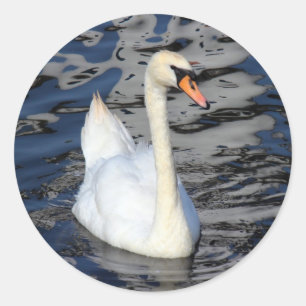 Adesivo Cisne em um lago
