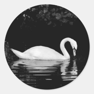 Adesivo Cisne, parque de Roath, Cardiff.