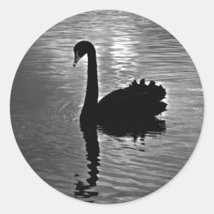 Adesivo Cisne preta - animal nativo australiano