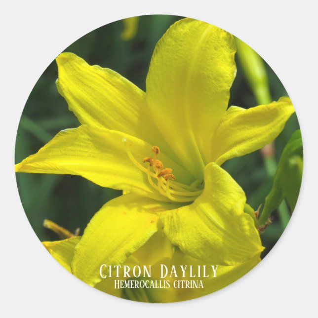 Adesivo Citron Daylily [Selo Redondo] (Frente)