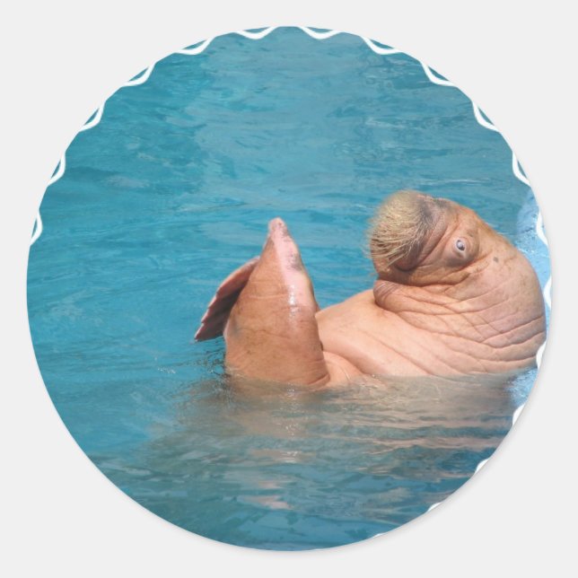 Adesivo Clapping Walrus Stickers (Frente)