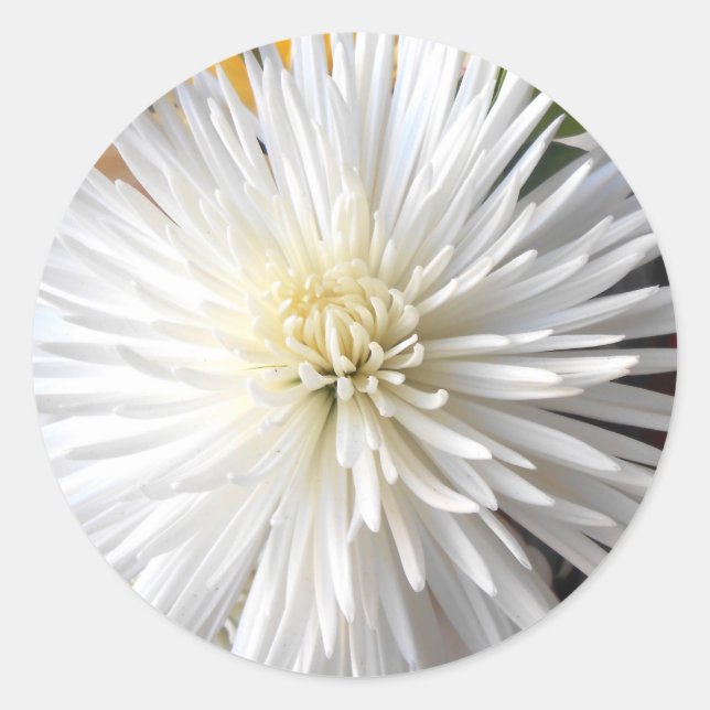 Adesivo Claricia (Frente)