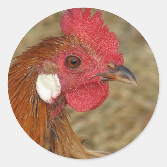 Adesivo clássico redondo da Phoenix Rooster (Frente)