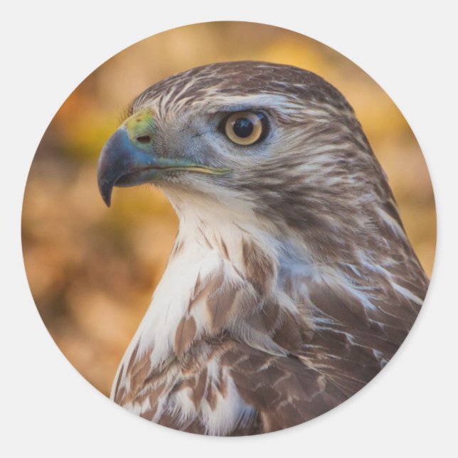 Adesivo Clássico Round Sticker, Perfil Glossy Hawk (Frente)