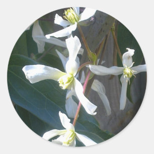 Adesivo Clematis Armandii Blossom Stick