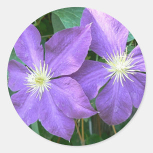 Adesivo Clematis de Jackmanii