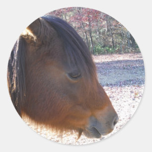 Adesivo Close de cavalo marrom, pequeno pônei marrom
