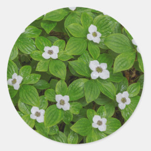 Adesivo Close-up de bunchberry com flores brancas