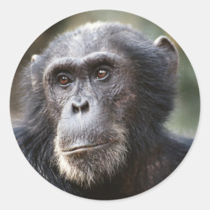 Adesivo Close-up de chimpanzé macho