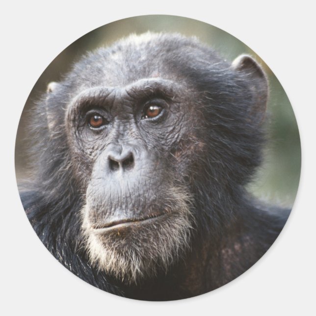 Adesivo Close-up de chimpanzé macho (Frente)