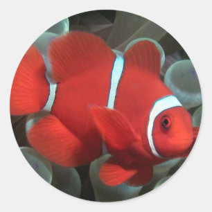 Adesivo Clownfish