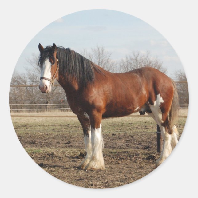 Adesivo clydesdale (Frente)