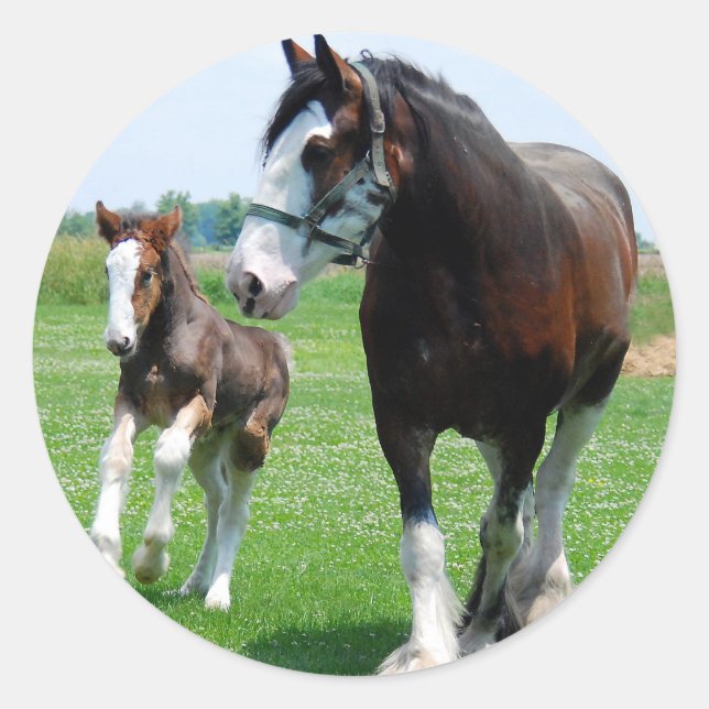 Adesivo Clydesdale e Filly (Frente)