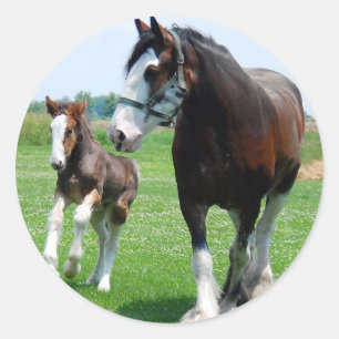Adesivo Clydesdale e potro