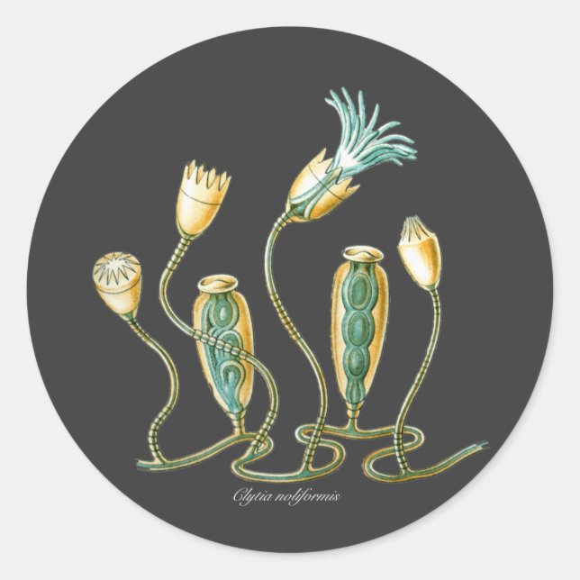 Adesivo Clytia noliformis (Frente)