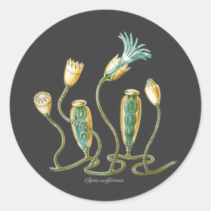 Adesivo Clytia noliformis
