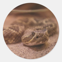 Adesivo cobra