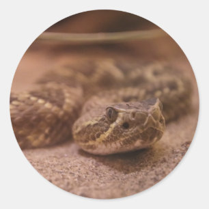 Adesivo cobra