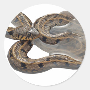 Adesivo Cobra de grama do Natrix