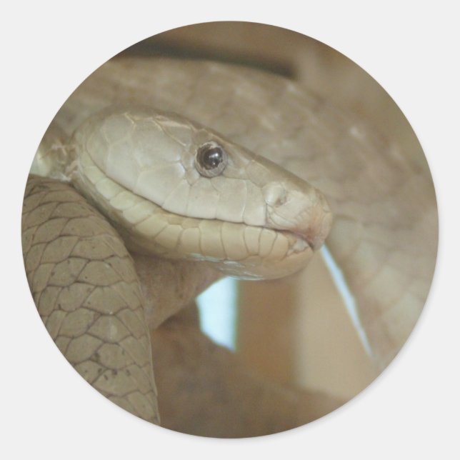 Adesivo Cobra Perigoso Na Árvore (Frente)