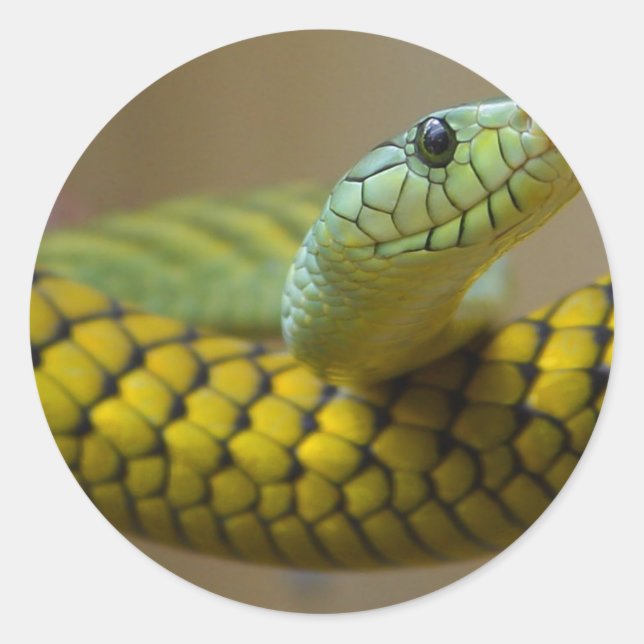 Adesivo Cobra Réptil (Frente)