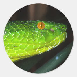 Adesivo Cobra-víbora verde do Stejneger