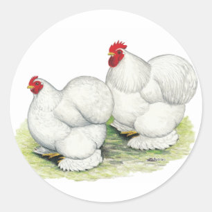 Adesivo Cochim: Bantams brancos