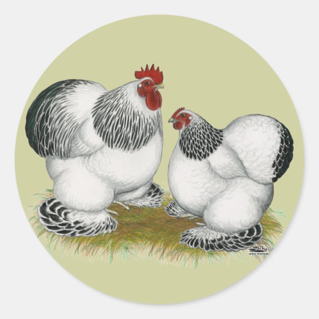 Adesivo Cochins: Bantams Columbianos (Frente)