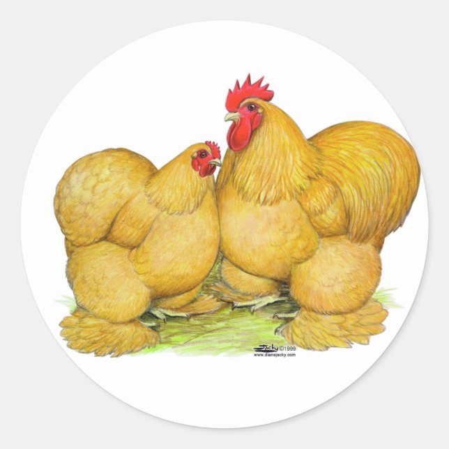 Adesivo Cochins Buff Pair (Frente)