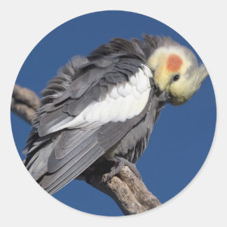 Adesivo Cockatiel