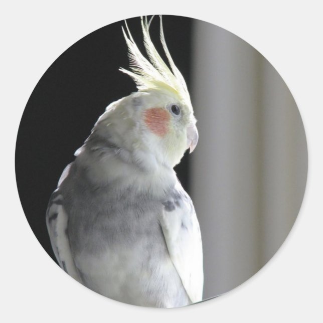 Adesivo Cockatiel Pied (Frente)