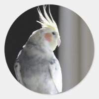 Cockatiel Pied