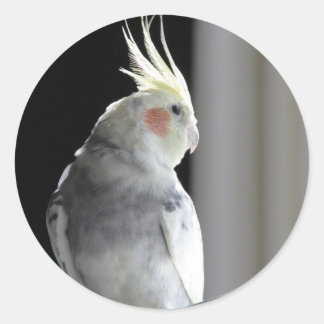 Adesivo Cockatiel Pied