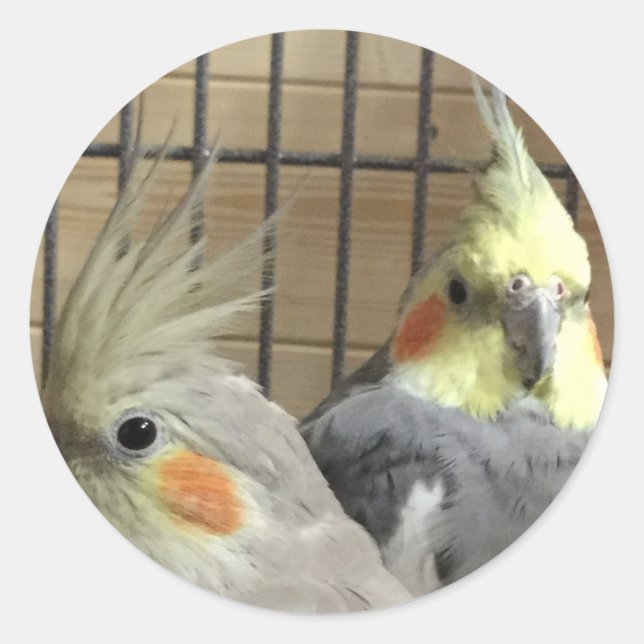 Adesivo Cockatiels (Frente)