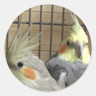 Adesivo Cockatiels