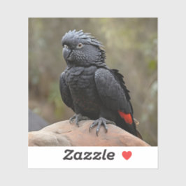 Adesivo Cockatoa Preta