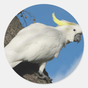 Adesivo Cockatoo com crista do enxofre