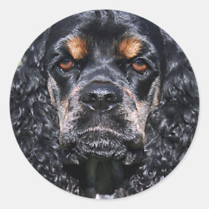 Adesivo Cocker Spaniel