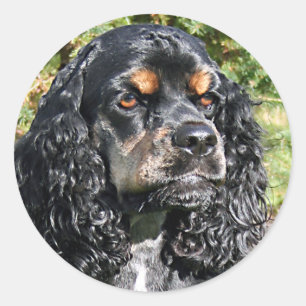 Adesivo Cocker Spaniel