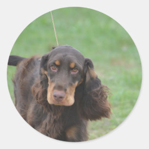 Adesivo Cocker spaniel adorável
