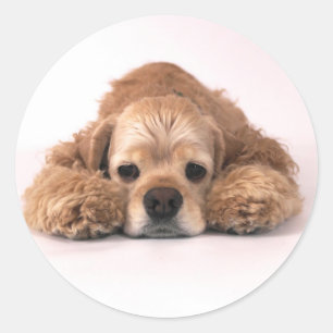 Adesivo Cocker spaniel bonito