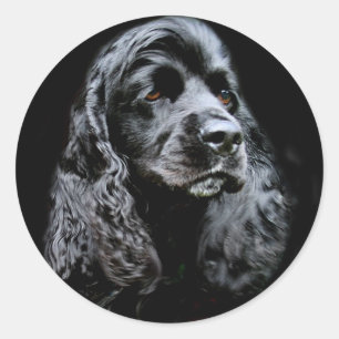 Adesivo Cocker spaniel preto